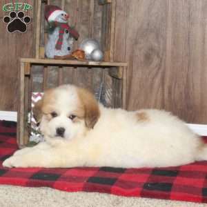 Rolo, Great Pyrenees Puppy